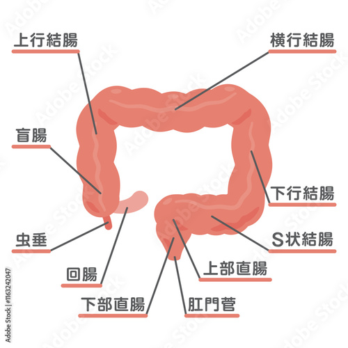 大腸の構造イラスト