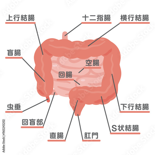 大腸と小腸の構造イラスト