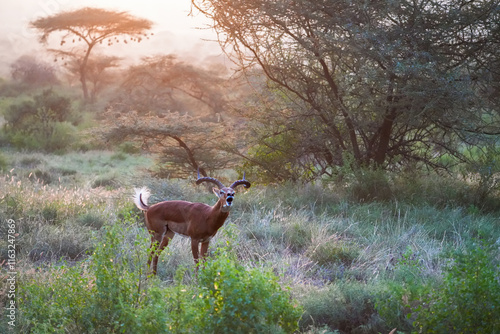 Chuffing male impala at Sunrise in Samburu National Reserve, Kenya photo