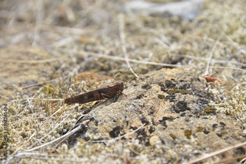 Grasshopper on a rock Grasshopper on a rock