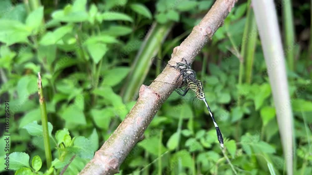 Dragonfly’s Fate: Spider's Hunt on a Leaf Dragonfly’s Fate: Spider's Hunt on a Leaf