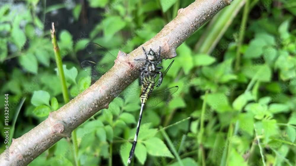 Life on a Leaf: Spider Feasts on Dragonfly Life on a Leaf: Spider Feasts on Dragonfly