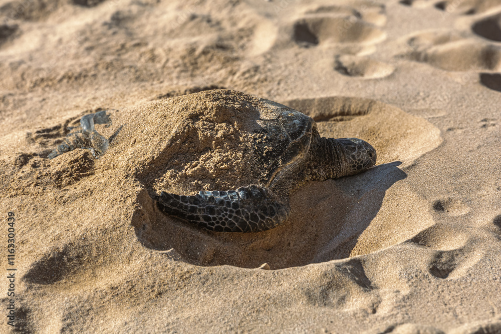 Sea Turtle Relaxing on Warm Beach Sand Sea Turtle Relaxing on Warm Beach Sand