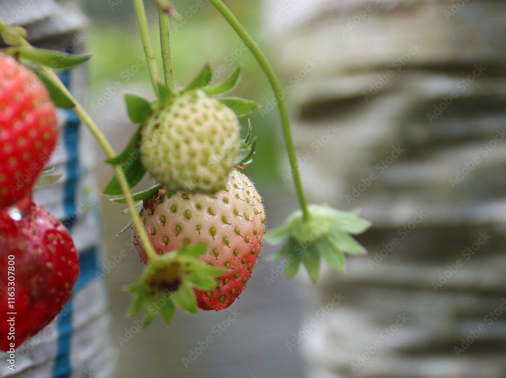 Strawberry bushes with unripe berries and flowers growing in greenhouse Strawberry bushes with unripe berries and flowers growing in greenhouse