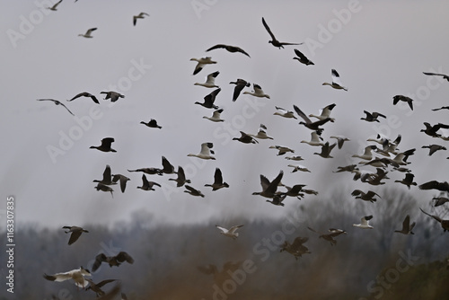 Skein Of Geese flying over crops field