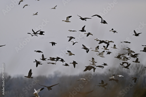 Skein Of Geese flying over crops field