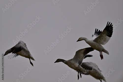 Skein Of Snow Geese flying over crops field to find a landing spot