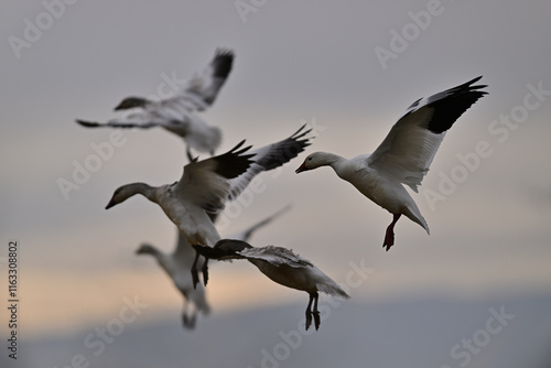 Skein Of Snow Geese flying over crops field to find a landing spot