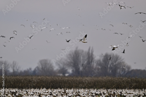 Skein Of Geese flying over crops field