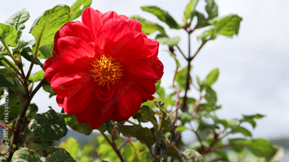 Red Dahlia flowers are blooming in the ornamental flower garden with nature blurred background Red Dahlia flowers are blooming in the ornamental flower garden with nature blurred background