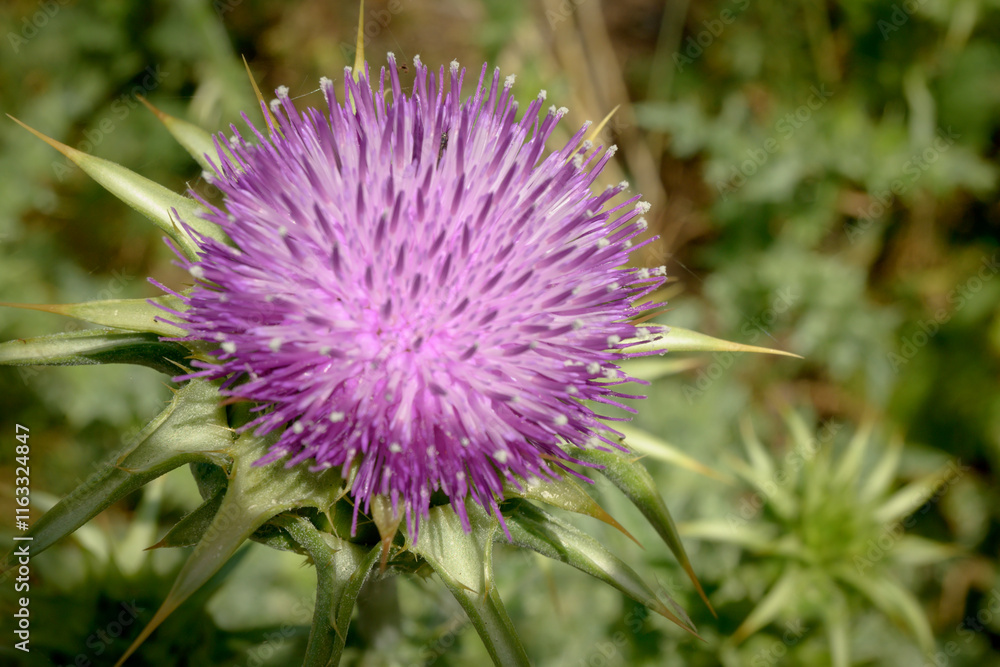 Milk thistle contain compounds that may support skin and bone health and enhance weight loos it may also be good for healing prevent insulin resistance Milk thistle contain compounds that may support skin and bone health and enhance weight loos it may also be good for healing prevent insulin resistance