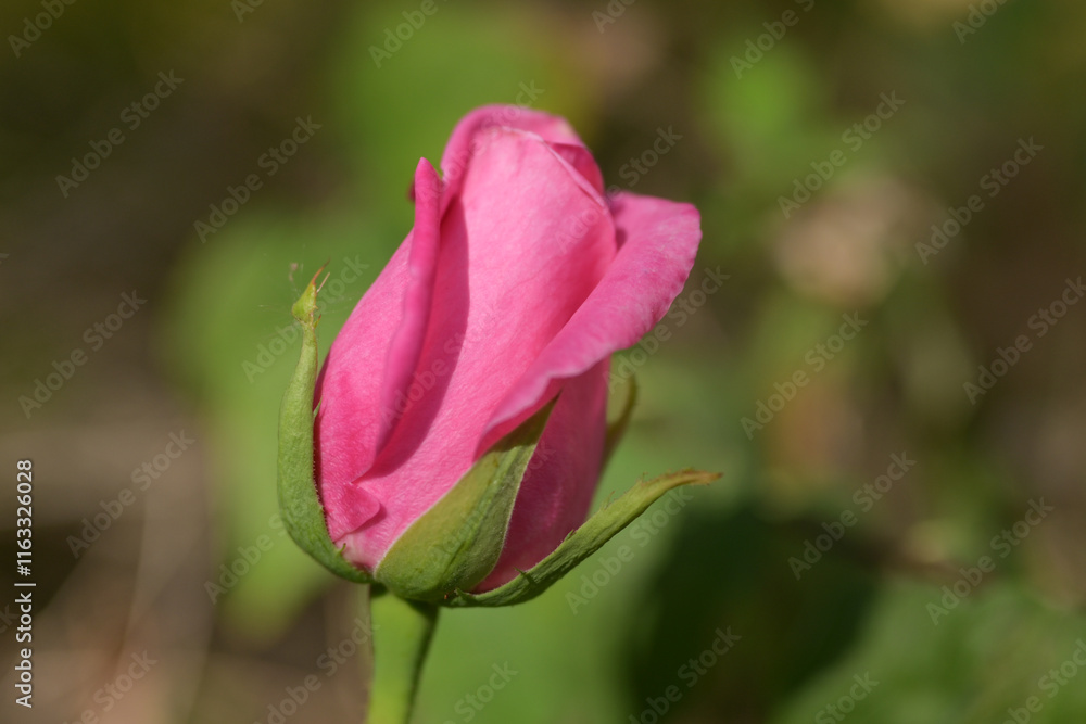 Pink rose in first shoots rejuvenates from its beginning Pink rose in first shoots rejuvenates from its beginning