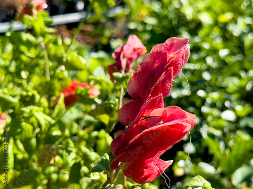 A view of bracts of the Mexican shrimp plant. photo