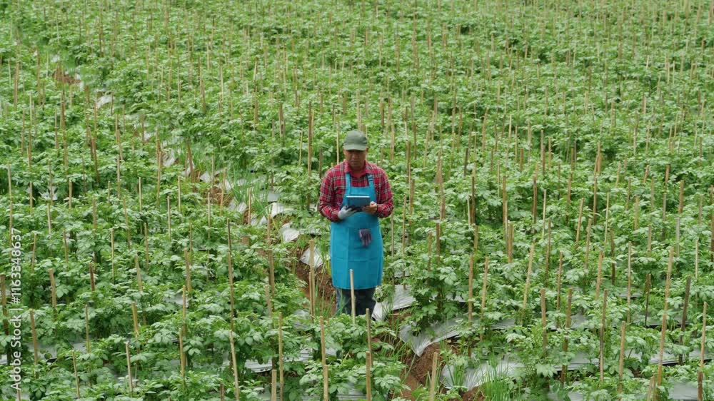 Young male farmer smiles while standing amidst flourishing crops in the field. Agronomist observes the vibrant greenery with satisfaction. Lush field, joyful expression, agricultural success, farming Young male farmer smiles while standing amidst flourishing crops in the field. Agronomist observes the vibrant greenery with satisfaction. Lush field, joyful expression, agricultural success, farming