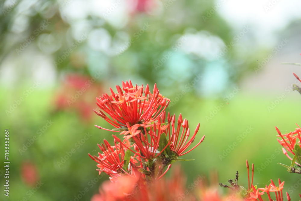 Ashoka flowers bloom beautifully in the dry season in rural areas of Indonesia Ashoka flowers bloom beautifully in the dry season in rural areas of Indonesia