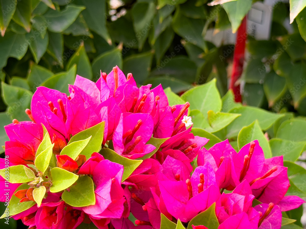 A view of pink colored bracts of the bougainvillea plant. A view of pink colored bracts of the bougainvillea plant.