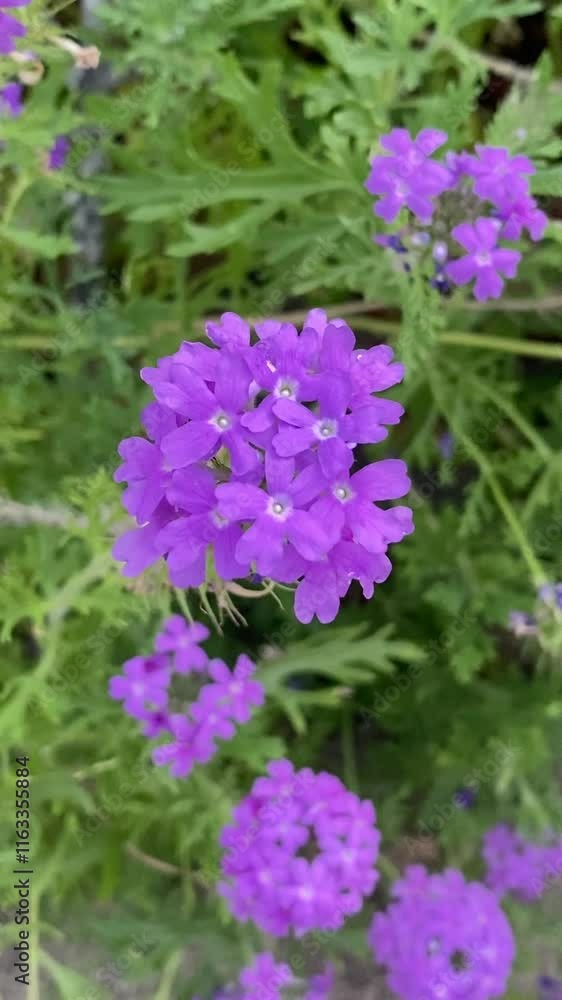 Vibrant purple verbena flowers in full bloom, set against lush green foliage. A stunning close-up of a Texas wildflower, perfect for reels, floral visuals, or nature-inspired content. Vibrant purple verbena flowers in full bloom, set against lush green foliage. A stunning close-up of a Texas wildflower, perfect for reels, floral visuals, or nature-inspired content.