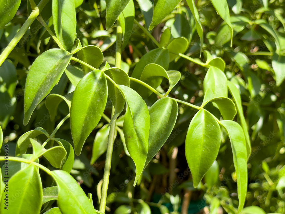 A view of leaves from the bower vine plant. A view of leaves from the bower vine plant.