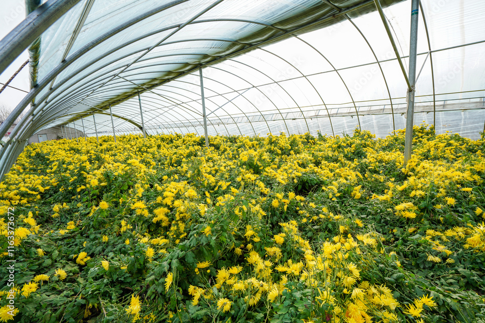Golden Chrysanthemum Blooming in Greenhouses, North China