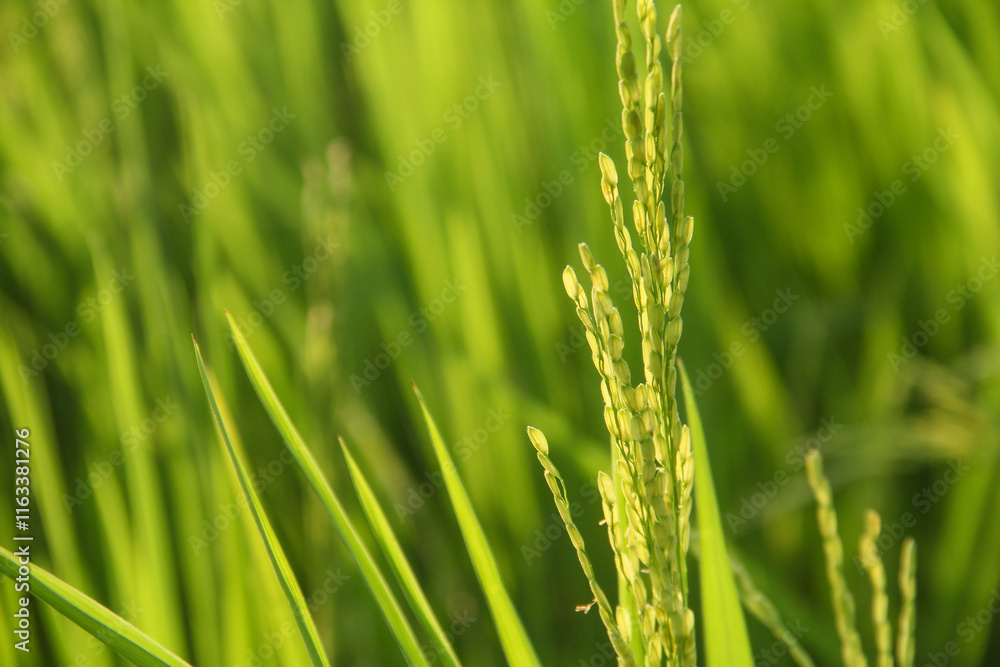 Rice fields planted with young rice that is ready to grow big Rice fields planted with young rice that is ready to grow big