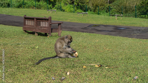 A monkey is sitting on the green grass in the park, holding a banana, looking at it. There's a piece of bread next to it. Fluffy beige fur, long tail.Side view.A wooden bench on the side of a footpath photo