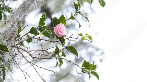 flower pink rose under clear sky