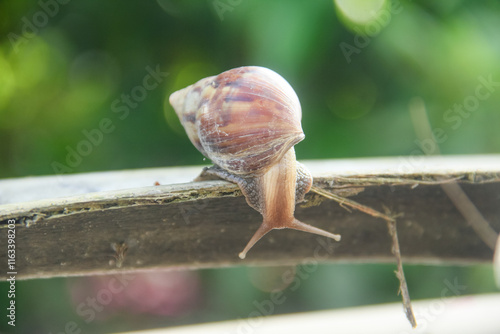 Lissachatina Fulica or land snail belonging to the Achatinidae family. Lissachatina fulica is a species of land snail originating from East Africa photo