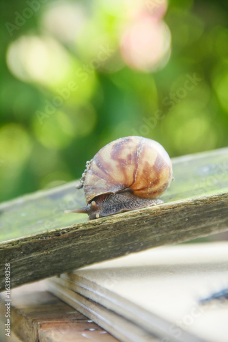 Lissachatina Fulica or land snail belonging to the Achatinidae family. Lissachatina fulica is a species of land snail originating from East Africa photo