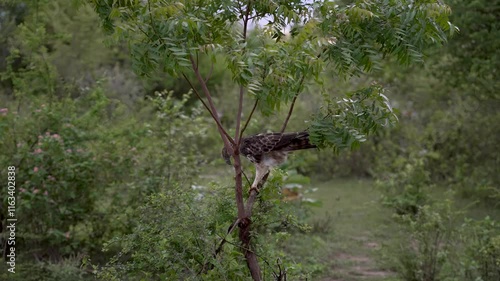 Changeable hawk eagle - nisaetus cirrhatus - is perched on a tree branch in kaudulla national park, sri lanka, observing its surroundings photo