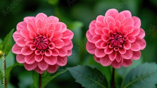 Two Pink Dahlias in Full Bloom