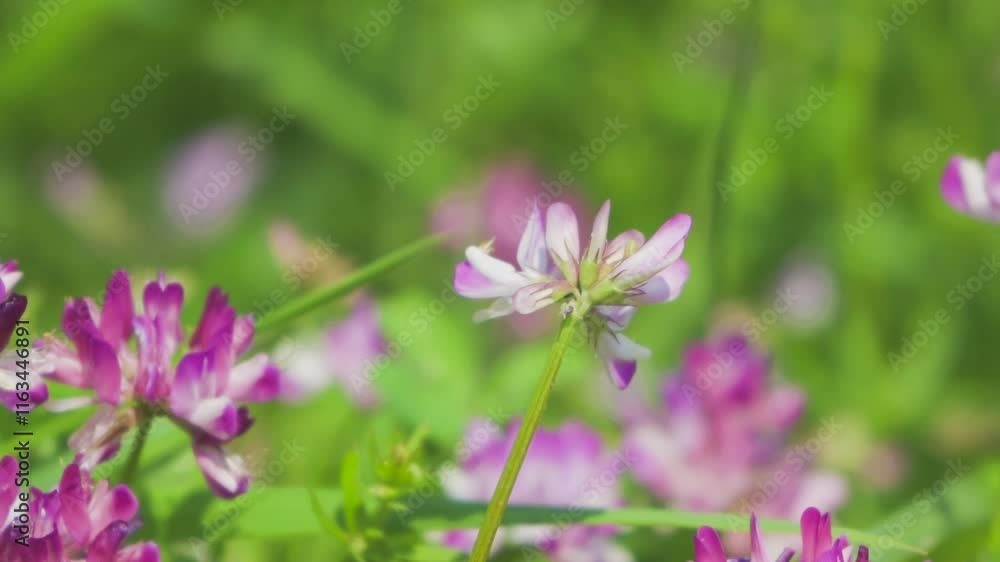 Bees gathering nectar from vibrant flowers in slow motion during sunny spring afternoon Bees gathering nectar from vibrant flowers in slow motion during sunny spring afternoon