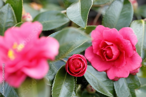 冬の花、さざんか photo