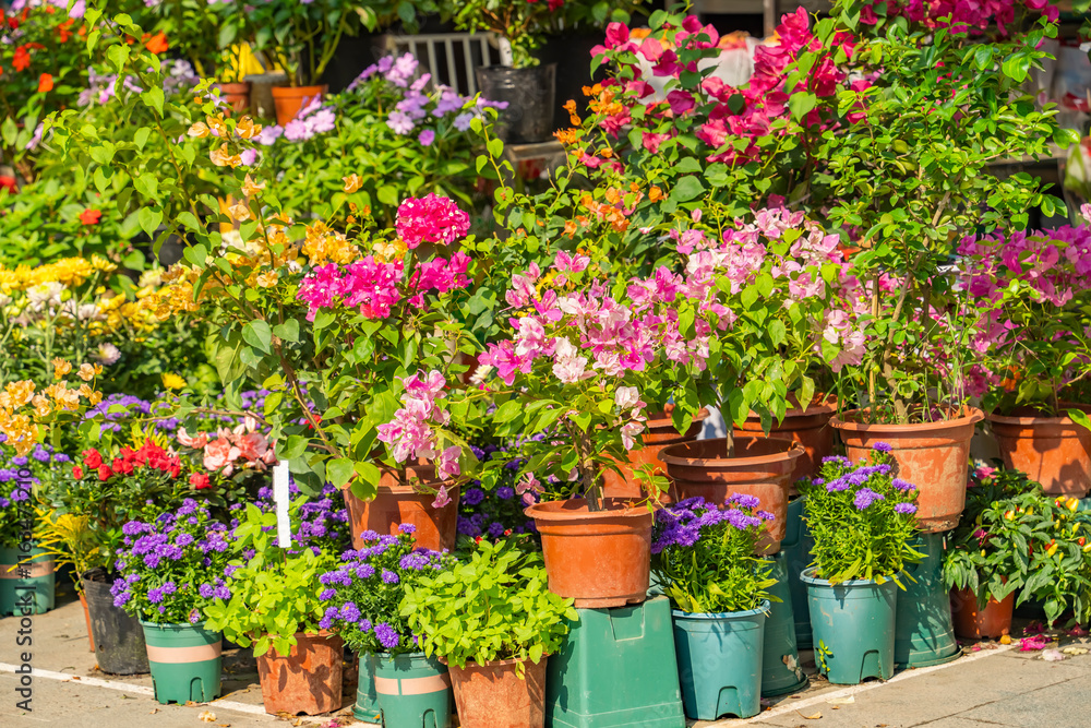 custom made wallpaper toronto digitalpurple bougainvillea flowers in garden