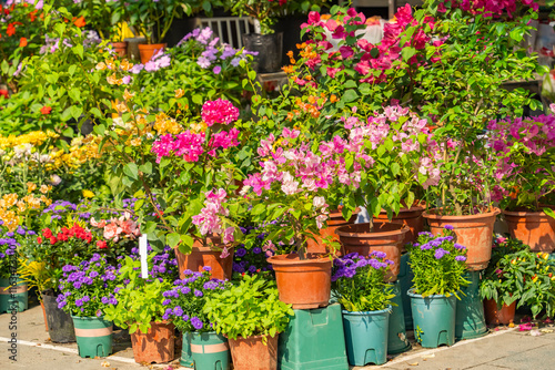 Wallpaper Mural purple bougainvillea flowers in garden Torontodigital.ca