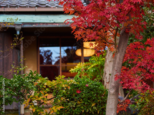 冬の京都の古い老舗レストランのお庭の綺麗な紅葉の風景