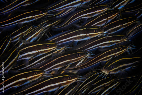 Close up of a group of Striped Eel Catfish (Plotosus lineatus) photo