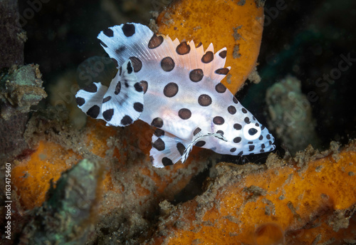 Eye level with a Juvenile Barramundi Cod (Chromileptes altivelis). Behind is orange sponge. photo