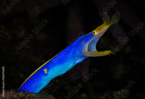 Eye level with a Blue Ribbon Eel (Rhinomuraena quaesita) against a dark background.