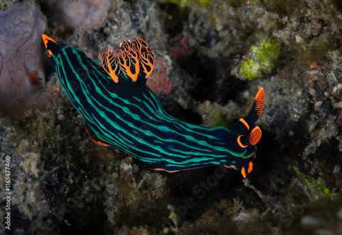 Eye level with Kubaryana's Nembrotha (Nembrotha kubaryana) photo