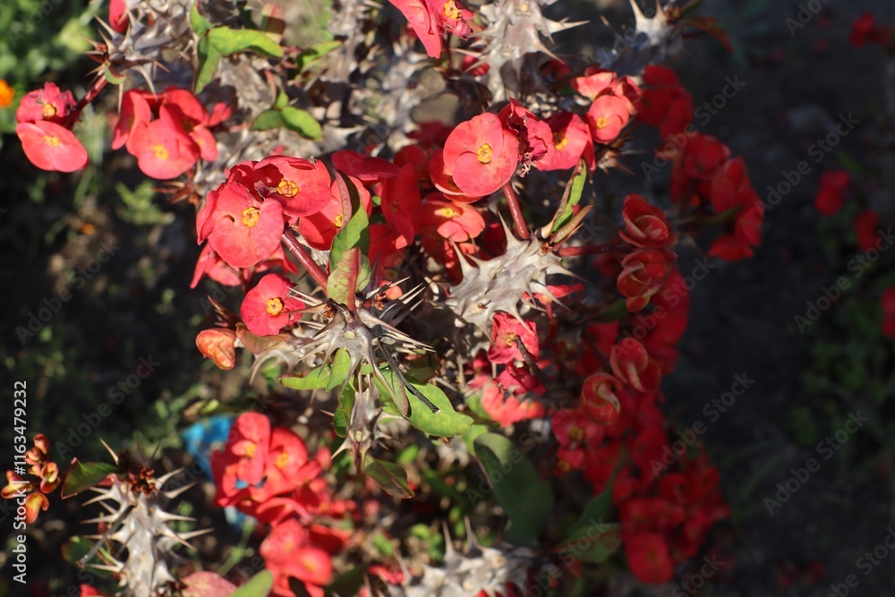 red flowers in the garden red flowers in the garden