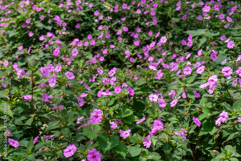 Naklejka premium A vibrant carpet of pink Impatiens flowers in full bloom, creating a beautiful and colorful natural scene.