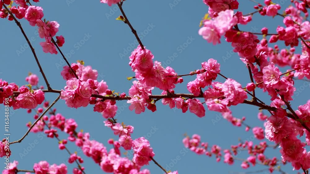 Blooming spring flowers flourish under a clear blue sky while bees gather nectar in a warm, vibrant landscape Blooming spring flowers flourish under a clear blue sky while bees gather nectar in a warm, vibrant landscape