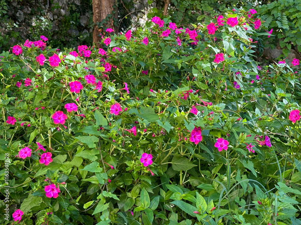 Flowering plant Mirabilis jalapa four o'clock flowers. It is the children's state flower of Connecticut under the name of Michaela Petit's Four O'Clocks. Flowering plant Mirabilis jalapa four o'clock flowers. It is the children's state flower of Connecticut under the name of Michaela Petit's Four O'Clocks.