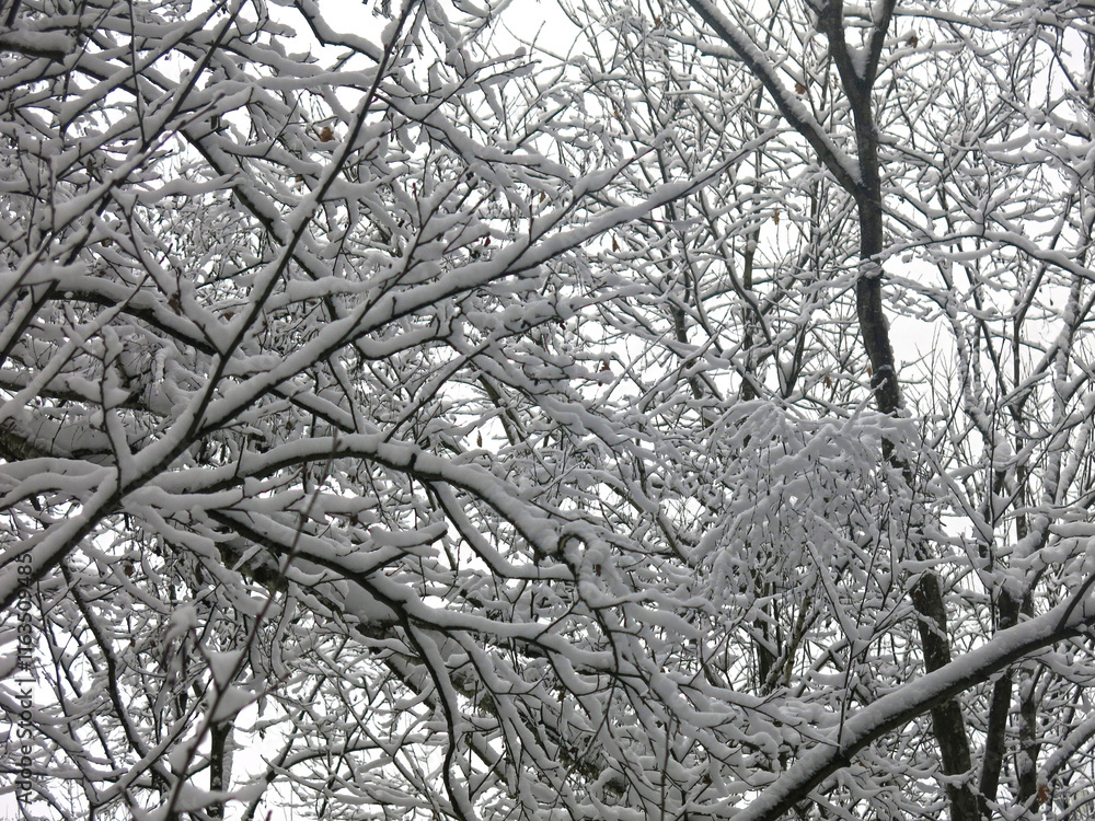 Obraz premium snow-covered intertwined tree branches in winter