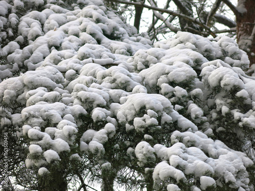 Photography fluffy snow-covered pine branches