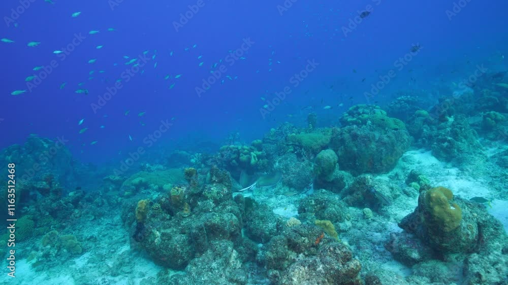 Beneath the sea - creatures of the ocean Beneath the sea - creatures of the ocean