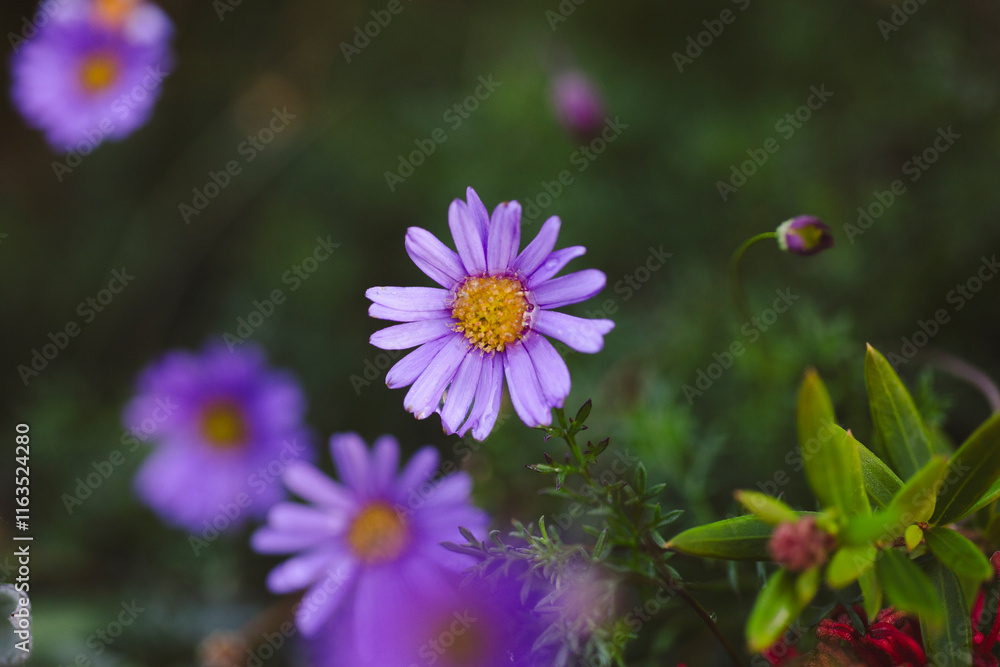 Fototapeta premium A vibrant purple flower in sharp focus, with its petals radiating from a bright yellow center. The soft, brown-toned background contrasts with the flower’s rich color, emphasizing its vivid beauty