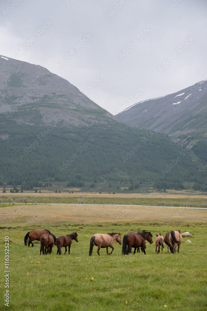 The beautiful Khoton lake of Mongolia with landscapes, trees, green pasture, mountains The beautiful Khoton lake of Mongolia with landscapes, trees, green pasture, mountains