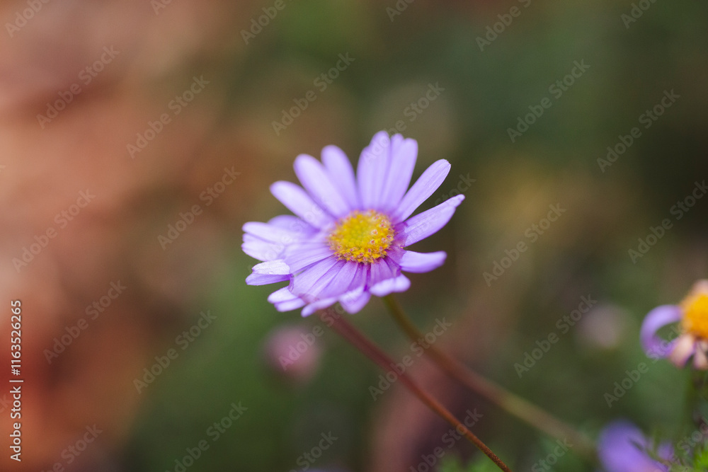 A vibrant purple flower in sharp focus, with its petals radiating from a bright yellow center. The soft, brown-toned background contrasts with the flower’s rich color, emphasizing its vivid beauty A vibrant purple flower in sharp focus, with its petals radiating from a bright yellow center. The soft, brown-toned background contrasts with the flower’s rich color, emphasizing its vivid beauty