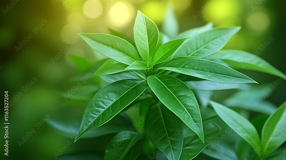 Lush Green Plant Leaves Basking In Sunlight Lush Green Plant Leaves Basking In Sunlight